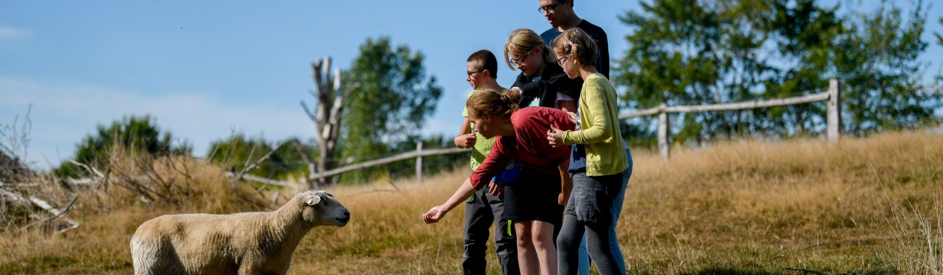 5 Kinder mit einem Schaf auf einer Wiese
